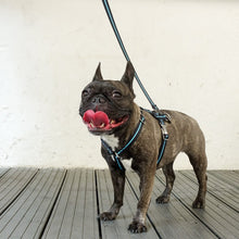 画像をギャラリービューアに読み込む, Strap Harness&Leash Set/ストラップハーネス&リードセット