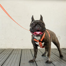 画像をギャラリービューアに読み込む, Strap Harness&Leash Set/ストラップハーネス&リードセット