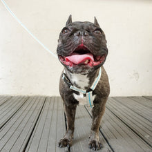 画像をギャラリービューアに読み込む, Strap Harness&Leash Set/ストラップハーネス&リードセット