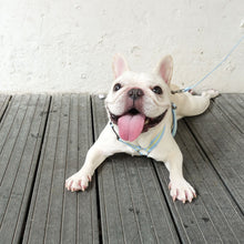 画像をギャラリービューアに読み込む, Strap Harness&Leash Set/ストラップハーネス&リードセット